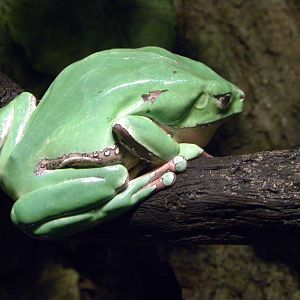 Pier 3: Amazon River Forest