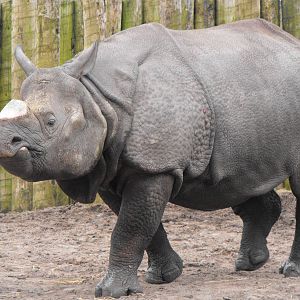 Baabu New Indian Rhino