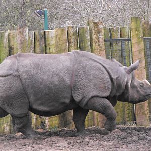Baabu New Indian Rhino