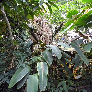 Upland Tropical Rain Forest
