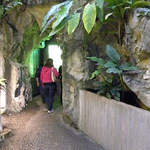 Upland Tropical Rain Forest