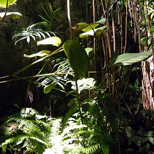 Upland Tropical Rain Forest