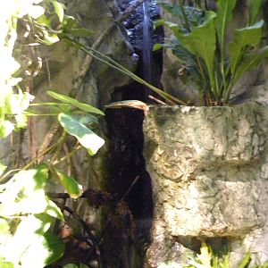 Upland Tropical Rain Forest