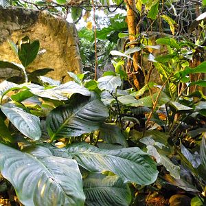 Upland Tropical Rain Forest