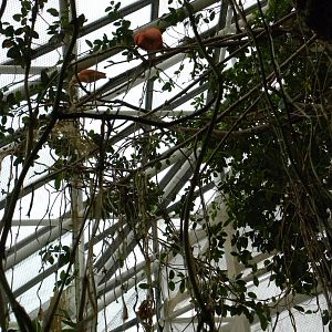 Upland Tropical Rain Forest