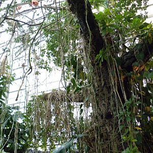 Upland Tropical Rain Forest