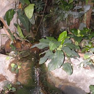 Upland Tropical Rain Forest