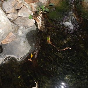 Upland Tropical Rain Forest