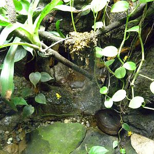 Upland Tropical Rain Forest