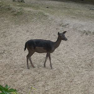 Black female fallow deer