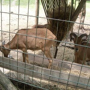 Young barbary sheeps