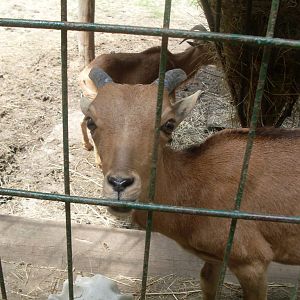 Young barbary sheeps