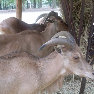 Barbary sheeps