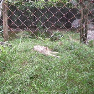 Jungle cat outdoor exhibit
