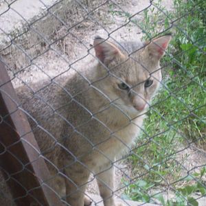 Female jungle cat