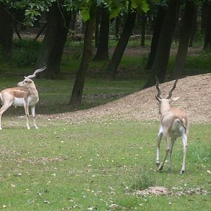 Blackbuck outdoor exhibit