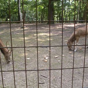 Pere David s deer outdoor exhibit