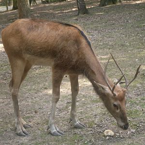 Pere David s deer bull
