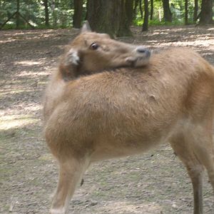 Pere David s deer cow