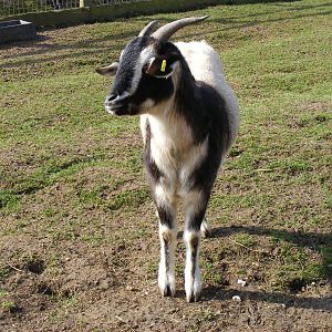 Arapawa goat at Beale Park, 13th March 2010