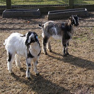 Arapawa goat kids at Beale Park, 13th March 2010