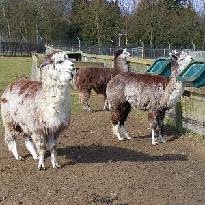 Alpacas at Beale Park, 13th March 2010