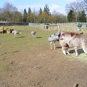 South American enclosure at Beale Park, 13th March 2010
