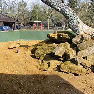 Meerkat enclosure at Beale Park, 13th March 2010