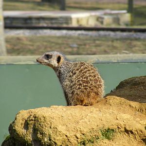 Slender-tailed meerkat at Beale Park, 13th March 2010