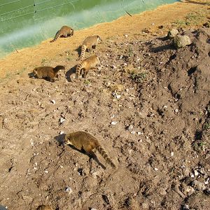 Coatis at Beale Park, 13th March 2010