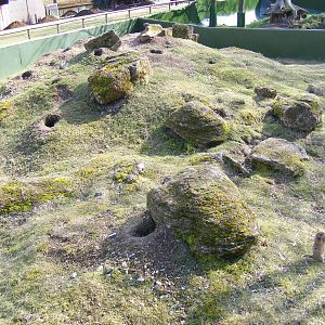 Prairie dog enclosure at Beale Park, 13th March 2010