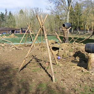 Raccoon/coati enclosure at Beale Park, 13th March 2010