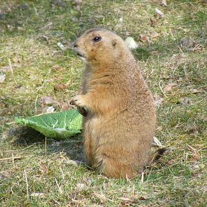 Black-tailed prairie dog at Beale Park, 13th March 2010