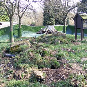 Yellow mongoose enclosure at Beale Park, 13th March 2010