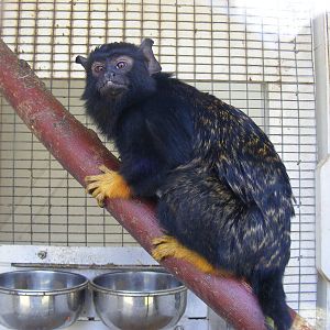 Red-handed tamarin at Beale Park, 13th March 2010