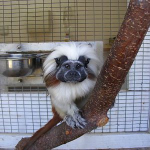 Cotton-top tamarin at Beale Park, 13th March 2010