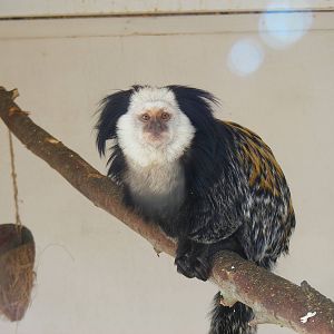 Geoffroy's marmoset at Beale Park, 13th March 2010