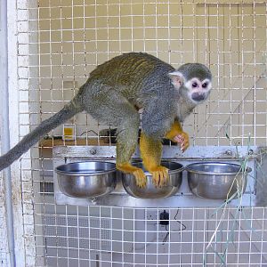 Squirrel monkey at Beale Park, 13th March 2010