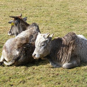 Henry and Mimi the dwarf zebus at Beale Park, 13th March 2010