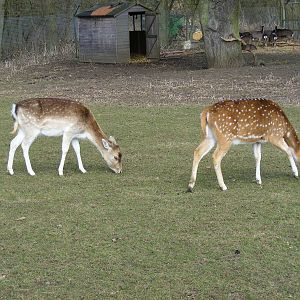 Fallow deer and axis deer in deer park at Beale Park, 13th March 2010
