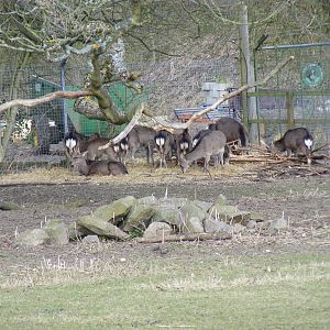 Formosan sika deer in deer park at Beale Park, 13th March 2010