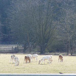 Fallow deer and axis deer in deer park at Beale Park, 13th March 2010