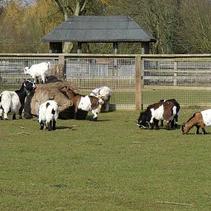 Pygmy goats at Beale Park, 13th March 2010