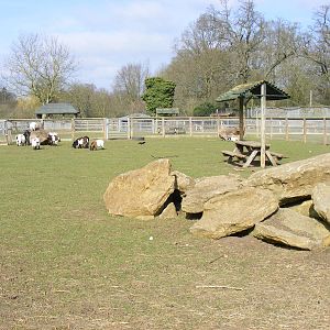 Pygmy goat enclosure at Beale Park, 13th March 2010
