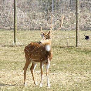 Axis deer in deer park at Beale Park, 13th March 2010