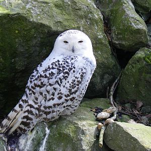 Snowy owl at Beale Park, 13th March 2010
