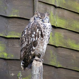 Spotted eagle owl at Beale Park, 13th March 2010