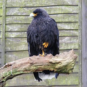 Striated caracara at Beale Park, 13th March 2010