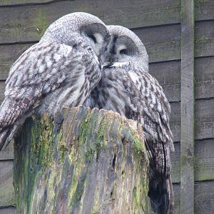 Great grey owls at Beale Park, 13th March 2010