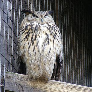 Eagle owl at Beale Park, 13th March 2010